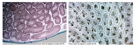 Are plant and animal cells the same? Living things are made up of cells