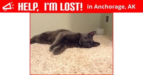 Lost Cat (Anchorage, Alaska) - Chip