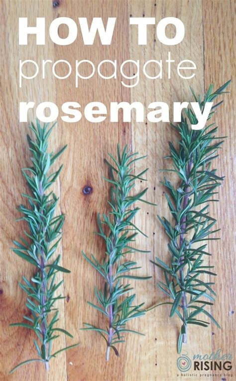 Propagate is used as an action verb. How to Propagate Rosemary in Water | Mother Rising