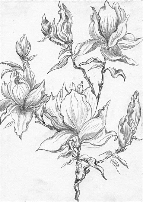 Large 3 sheet, 2 layer stencil, with 11 flower, bud and branch stencil motifs. Magnolia Flower Coloring Page Unique From A Selection Of ...