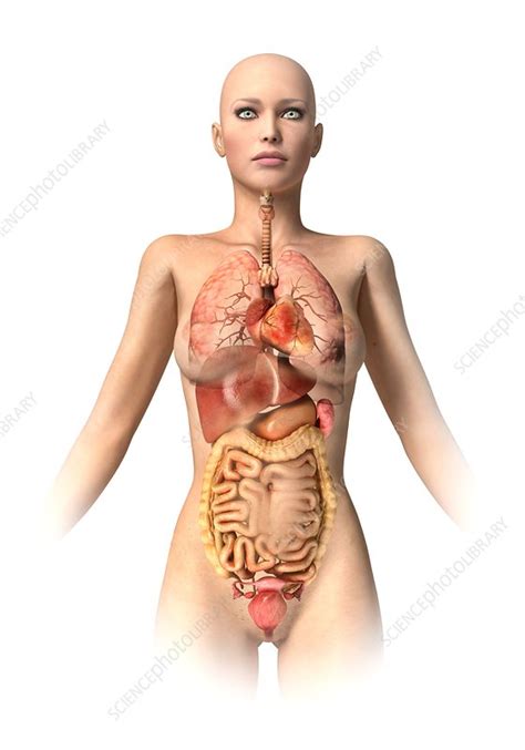 Anatomy internal organs chart, anatomy of internal organs during pregnancy, color atlas of human anatomy internal organs volume 2, thieme atlas of anatomy neck and internal organs pdf, vertebrate anatomy related posts of anatomy of internal organs. Female anatomy, artwork - Stock Image - F005/7148 ...