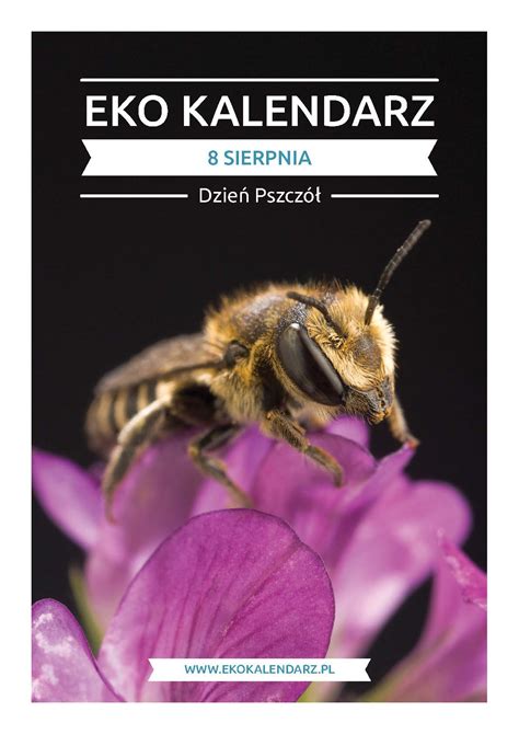 Jakie pszczoły można spotkać w polsce? Dzień Pszczół - pakiet edukacyjny | EKO Kalendarz