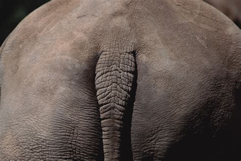 The method a person uses is a matter. Everything You Need to Know About Grooming Your Ass | GQ