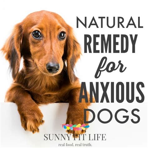 Maybe you would like to learn more about one of these? Calm Anxious Dogs: Natural Remedy to Calm Your Stressed Dog
