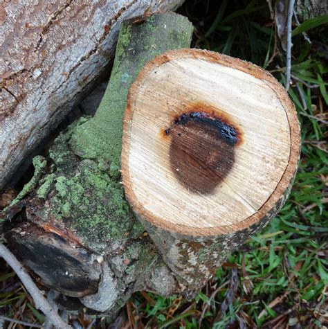 Were here in hawaii and our inner root bark. Acacia confusa (Formosan koa): Basal rot and vascular necr ...