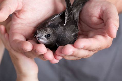 Go outside at dusk and watch the flight direction. The Bird that Loves Your Chimney -Boston MA- Billy Sweet ...