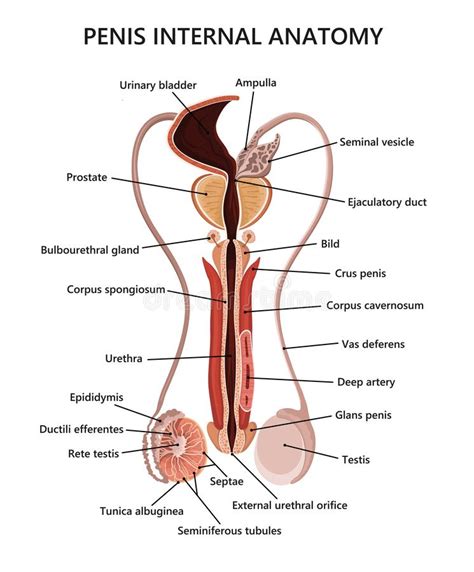 Master anatomical terminology using this topic page. Male reproductive system stock vector. Illustration of ...