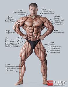 Body functions & life process. Learn muscle names and how to memorize them | Human muscle ...