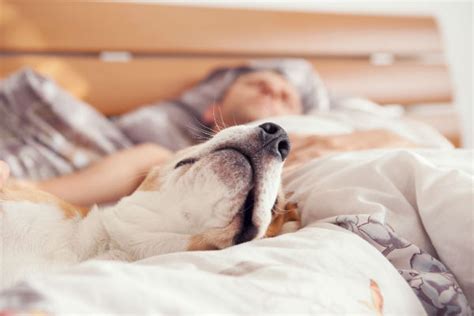 Should I Let My Dog Sleep With Me? - American Kennel Club