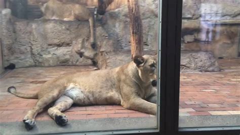 Despite its relatively small size, henry vilas zoo showcases animals from around the world in a mix of 14.02.2021 · 2021's top zoos & aquariums in wisconsin include henry vilas zoo, milwaukee county zoo + wisconsin deer park. Big cats at Sofia Zoo - YouTube
