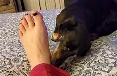 dog feet licks her until
