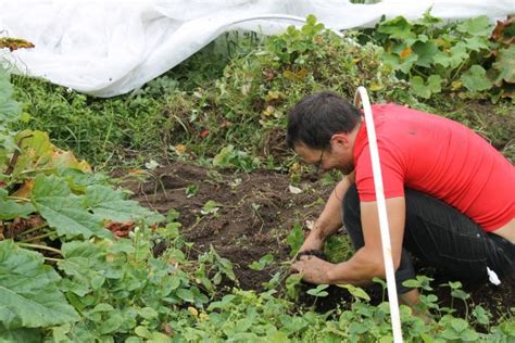 Growing food in a community garden plot is a very unique style of gardening with great benefits and some tough challenges that home gardeners don't when choosing which vegetables are worth it to grow in your garden you need to understand how long it takes to get a harvest. Anchorage Parks and Recreation builds new community garden ...