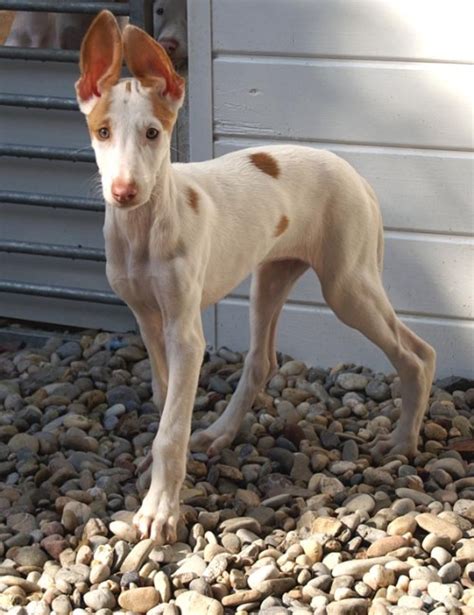 The ibizan hound is a wonderful dog breed. puppy sighthound Ibizan Hound Ibizan Hound puppy ...