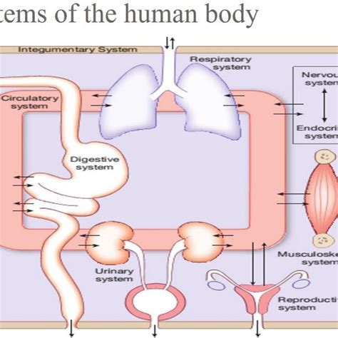 Human physiology lecture in amharic - YouTube