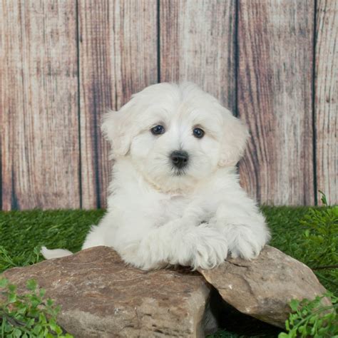 The havapoo is a social designer dog breed that loves people and attention. Our Breeds - Great Lakes Michigan Puppies For Sale