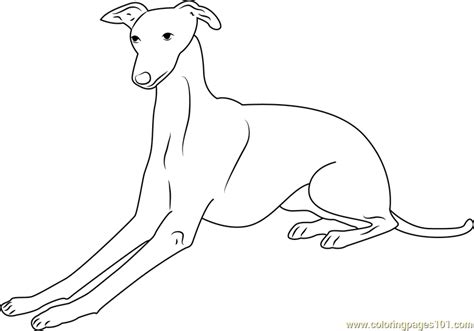 We found many exciting and extraordinary capodimonte italian porcelain date identify coloring pages photos that can be tips, input and information intended for you. Italian Greyhound Coloring Page - Free Dog Coloring Pages ...