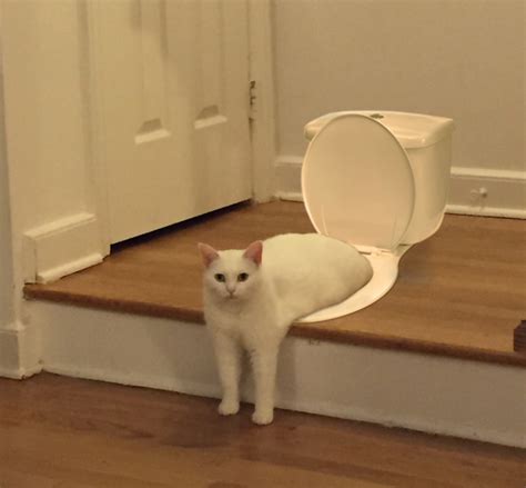 489 x 640 jpeg 118 кб. The Internet Had Its Way With A Photo Of A Cat Sitting ...