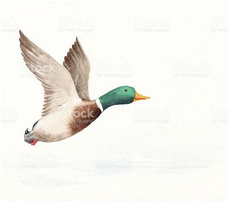 Stay tuned for more free drawing lessons by: Flying Duck Stock Illustration - Download Image Now | Duck ...