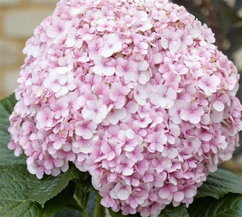 Pokok hydrangea ini dikenali juga pokok siti zubaidah atau pokok bunga 3 bulan. 5 Cara Menanam Pokok Bunga Siti Zubaidah dan Tips Penting ...