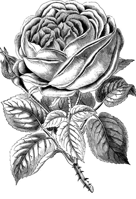 Black and white flowers images clip art. Rose black and white black and white images of roses ...