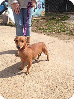 Experience the state's deep and colorful history told through the area's historical architecture and rich countryside. Baton Rouge, LA - Dachshund. Meet Rusty a Pet for Adoption.