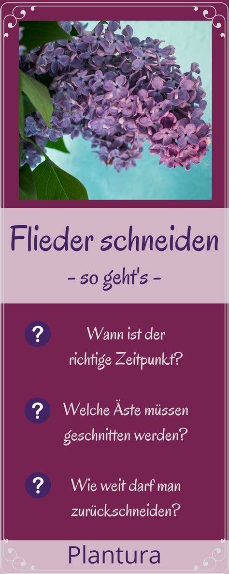 Flieder richtig pflanzen und pflegen ndrde ratgeber. Flieder schneiden: Wann & wie zurückschneiden (mit Bildern ...