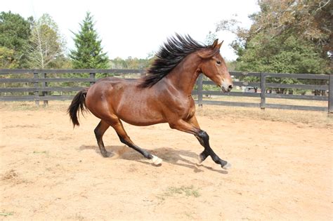 Extensive research has revealed the true origin of the gypsy vanner breed. Georgian Grande/ Friesian/Saddlebred / Sporthorse | HorseClicks