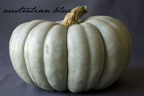 Select from premium blue pumpkin of the highest quality. Smith and Blessings: October 2012