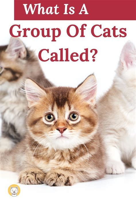 What is a group of cats called? What Is A Group Of Cats Called? | Group of cats, Cats, Cat ...