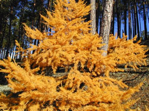 Abbattere un albero è un'operazione che, in alcuni semplici casi, si può svolgere senza l'intervento di un esperto. Pianeta Gratis - Wallpaper e Sfondi- Alberi e Fiori - Alberi