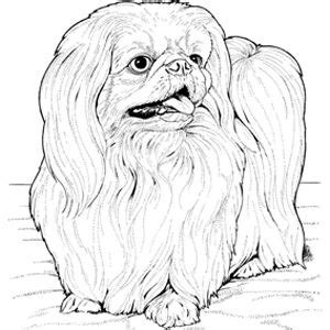 Alphabet coloring pages is a game where you will find the best alphabet drawings to color from your phone or tablet. Pekingese Coloring Page | Dog coloring page, Dog coloring ...