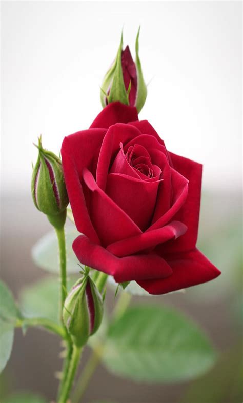 I fiori mantengono l'aspetto di rose antiche con la bella forma a coppa e hanno un profumo inebriante e un'ottima rifiorenza. Rosa rossa | Bellissimi fiori, Fiori rosa, Rose rosse