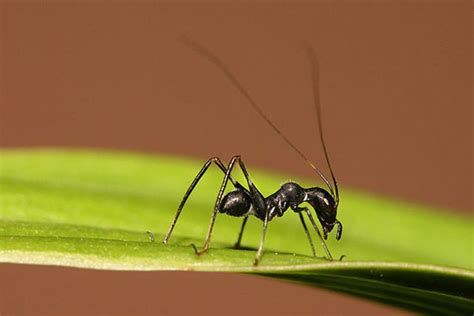 Cricket & grasshopper as animal spirit guides can also help when it feels like people aren't understanding what you're trying to communicate. פורים בטבע - בעלי חיים בתחפושת - מסע אחר