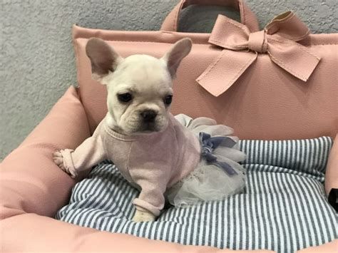 Stay updated about blue french bulldog puppies for sale. Blue French Bulldog Puppies For Sale Near Arkansas | Top ...