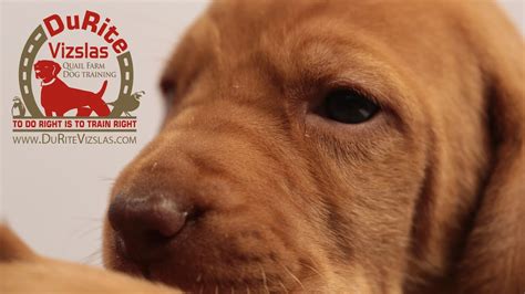 Puppies are available in our breeder network. DuRite Vizslas - Available Vizsla Puppies - YouTube