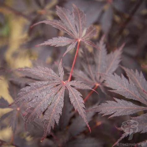 Learn how to care for and grow these beautiful trees + how to propagate them. Black lace Japanese maple (With images) | Japanese maple ...