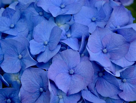 The quick fire hydrangea tree is easy to care for; Free Image on Pixabay - Hydrangea, Flower, Blue, Nature ...