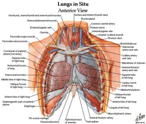 A man's chest — like the rest of his body — is covered with skin that has two layers. Human Chest Anatomy Diagram | Physiology, Anatomy and ...