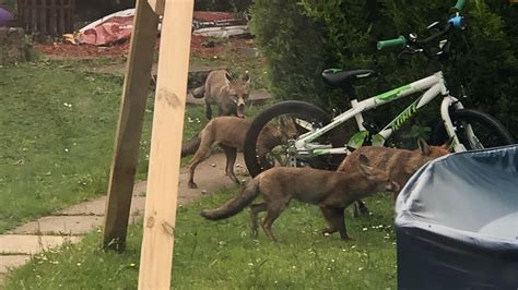 Keep your garden clear of rubbish and keep it tidy. Baby foxes playing chase around our garden! - YouTube