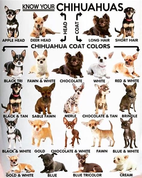 Owners must be prepared to groom them regularly. Know your Chihuahuas #chihuahua | Razas de perros ...