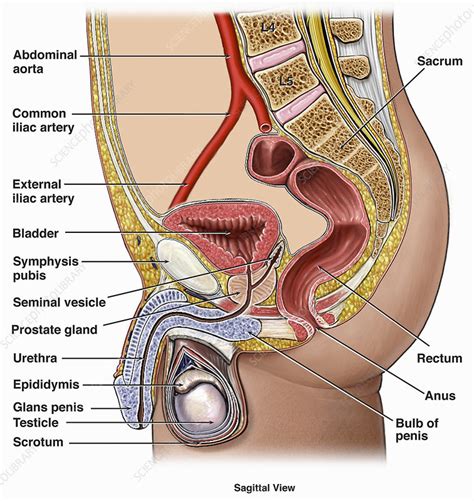 How men and women argue. Illustration of anatomy urogenital system - Stock Image ...