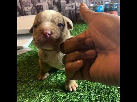 Top 20 exotic bully and american bully puppies | dogs awesome #exoticbully #americanbully #puppies. #allurbancentral MICRO 🔬MERLE EXOTIC BULLY puppy "FAMOUS ...
