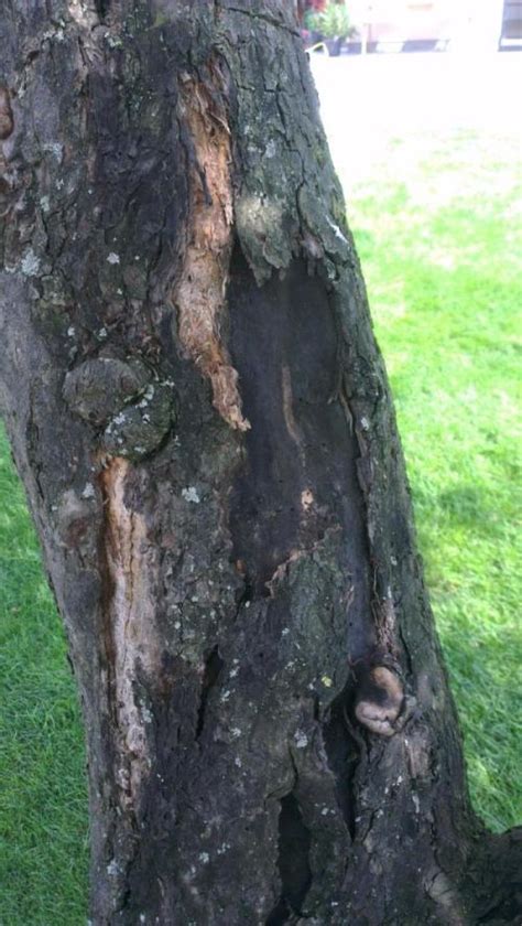 Pilze schaden dem baum, denn sie bauen die stämme, äste und stümpfe des baumes ab. Rinde platzt ab, Stamm wird schwarz, am Apfelbaum ...