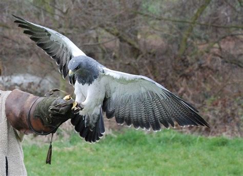 Scientific knowledge drives effective conservation management. Pest Control Birds Of Prey Combat Essex Pigeons - Pest ...