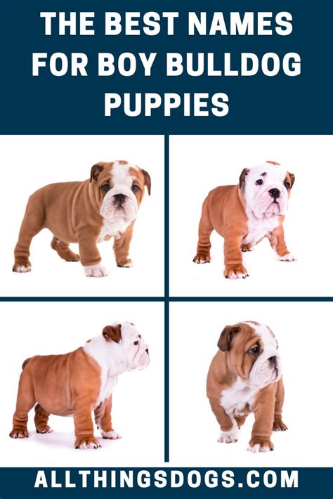 A big dog like a great dane can carry alaska, while a french bulldog would be cute as arabella and a german shepherd as axel. Boy Bulldog Names | Bulldog names, Boy dog names, Boy ...