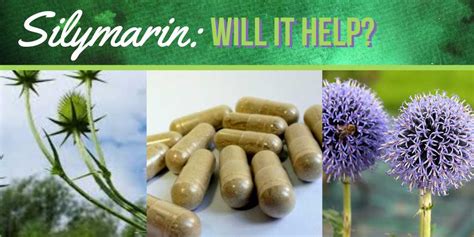 It grows in mediterranean countries and is used to make natural. What is silymarin (milk thistle), and is it helpful for ...