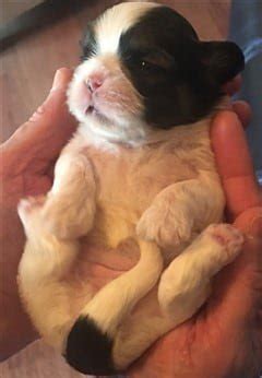 Newborn puppies crying happens for multiple reasons from hunger to the need to defecate. Shih Tzu Age Stages and Information