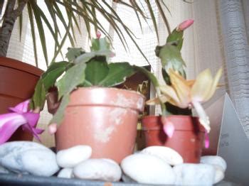 Riega el cactus de navidad con cuidado. Schlumbergera truncata = Zygocactus truncatus (cactus de ...