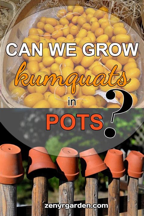 You can find dwarf varieties of almost any common fruit tree, but citrus trees are the most commonly grown. Can You Grow Kumquats in Pots in 2020 | Kumquats, Kumquat ...