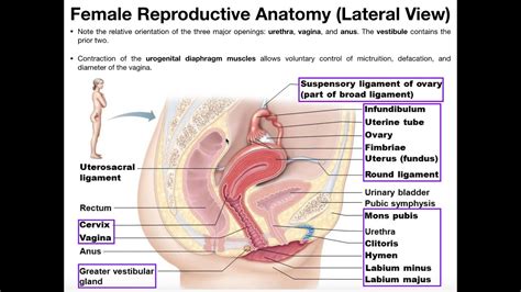 What happens during the menstrual cycle? Female Reproductive Anatomy Part 1 - YouTube